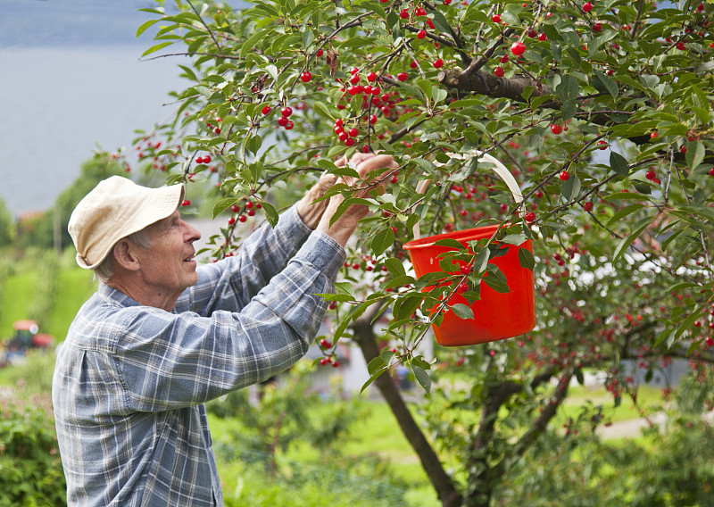 老人在红桶里摘樱桃图片下载