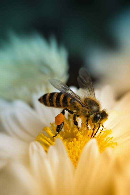 一只蜜蜂采集花蜜的特写镜头图片素材
