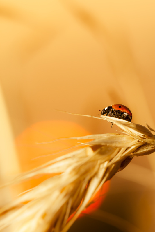 瓢虫在日落时坐在小麦上图片素材