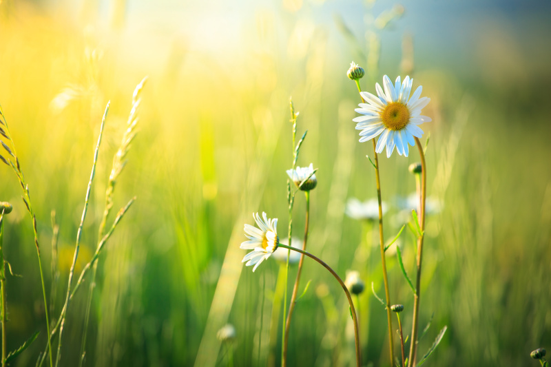 草地和春天的雏菊花在焦点之外的背景图片下载