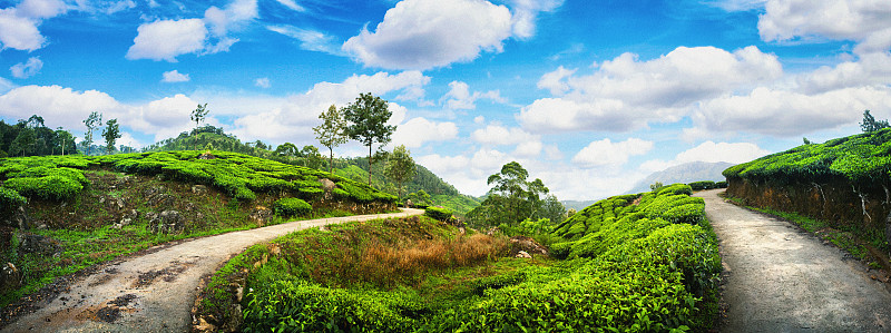 印度穆纳尔的茶园全景图片素材