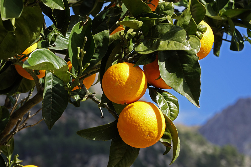 西班牙马略卡岛Fornalutx的橘子树图片下载