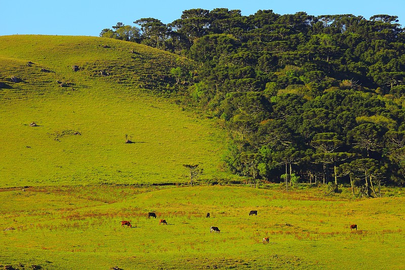巴西南部的南洋杉和牧牛草原图片素材