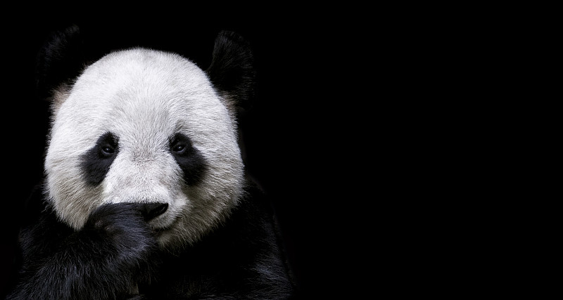 大熊猫图片下载