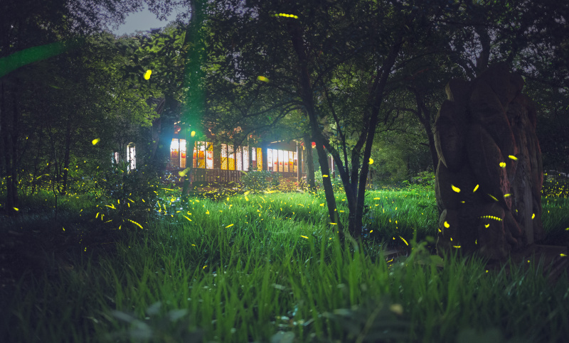 中国江苏省南京市紫金山森林里的萤火虫和古庙图片素材