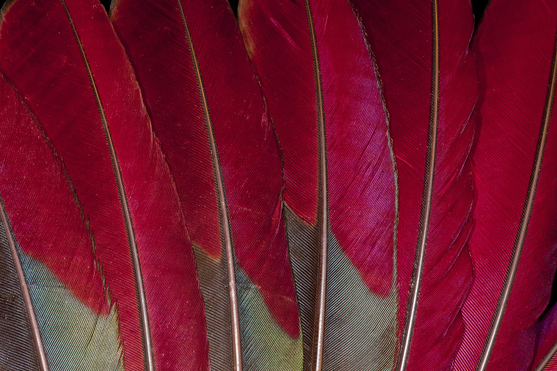 Turaco羽毛设计的红色图片下载