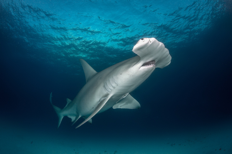 里海鲨鱼图片