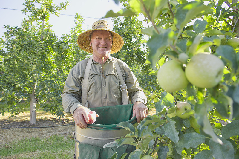 一个白人农民在果园里摘苹果图片下载