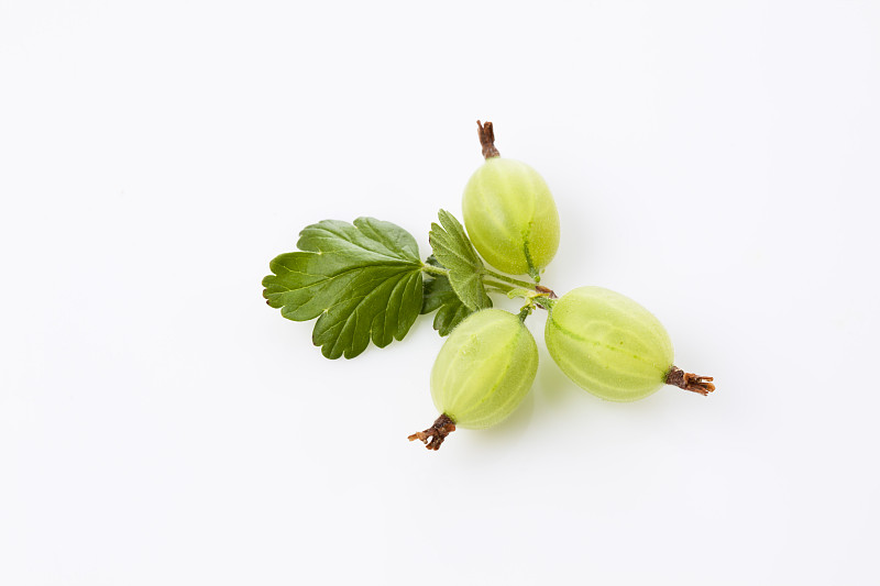 醋栗，Ribes uva-crispa图片下载