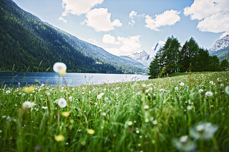瑞士，Grisons, Sufers，阿尔卑斯山，湖上的花草地图片素材