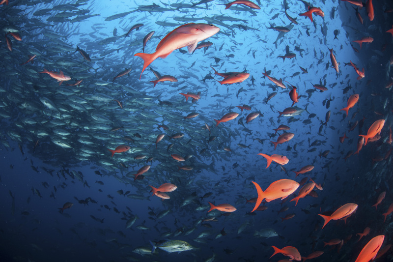 成群的鱼在哥斯达黎加的科科斯岛附近游泳图片