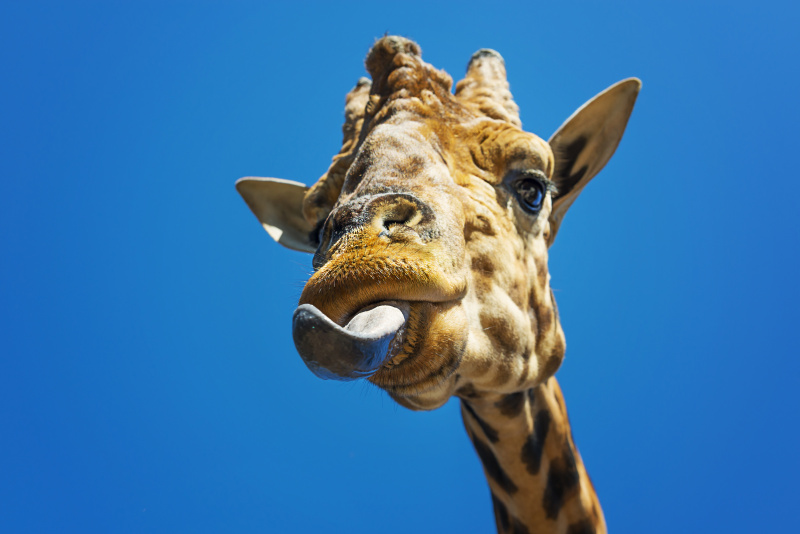 长颈鹿伸出舌头的画像图片素材