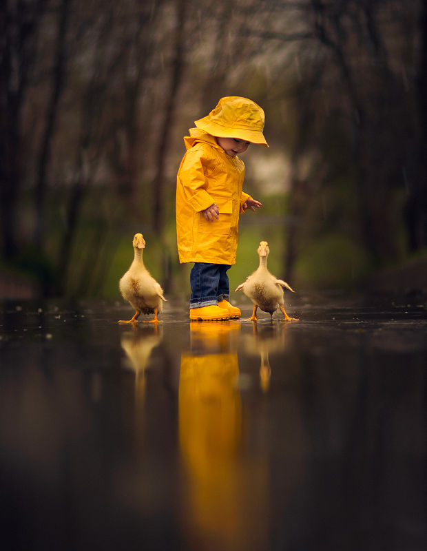 雨中的男孩和鸭子图片下载