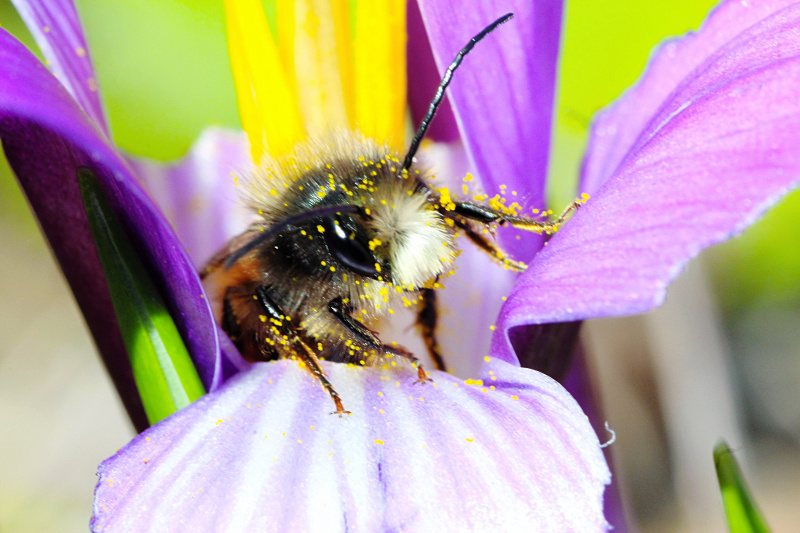 蜜蜂是昆虫吗花粉图片