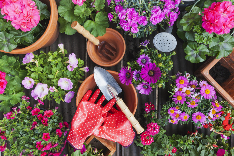 园艺，春夏不同的花，园艺工具摆在园桌上图片素材