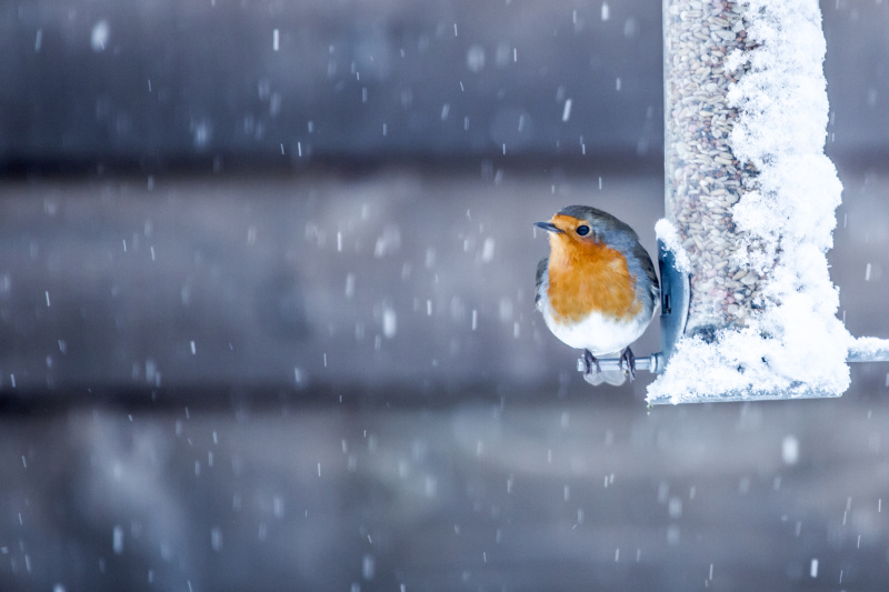 冬天里一只鸟的特写图片素材
