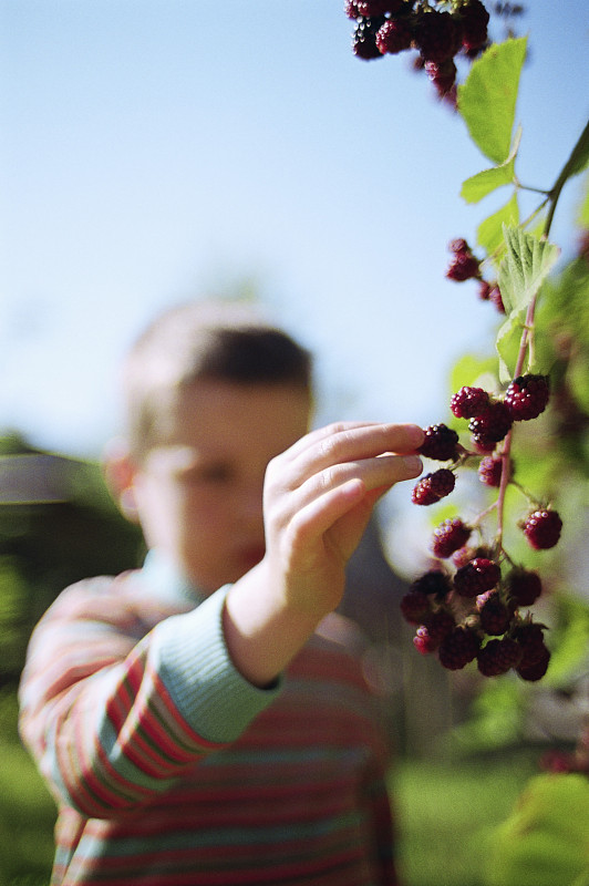 男孩从果园的树枝上采摘浆果图片下载