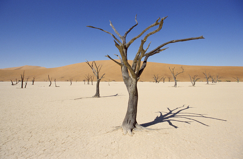 沙漠中的枯树图片素材