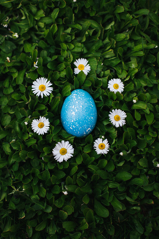 一个彩色的蓝色复活节彩蛋平躺在白色小花间的绿色草地上图片下载