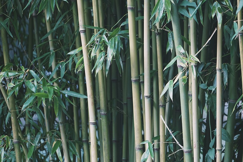 全帧拍摄的竹子植物图片下载