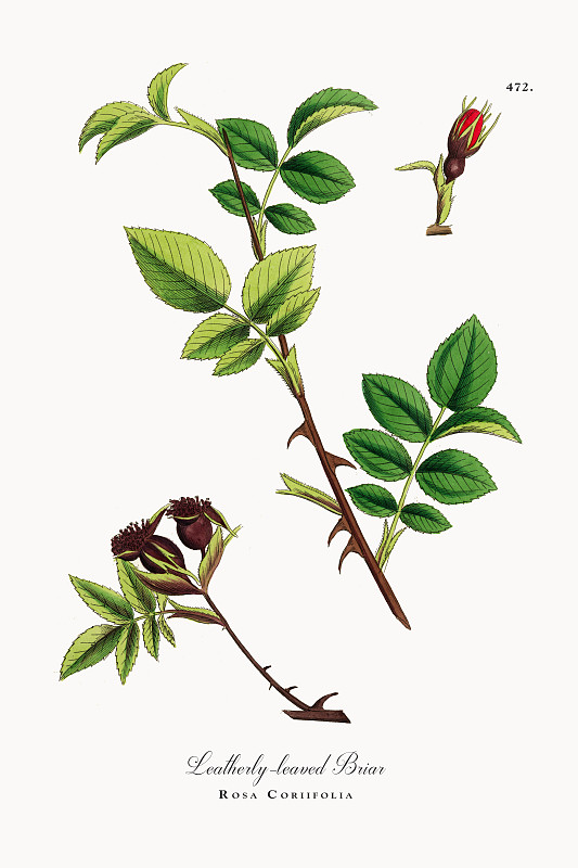 革叶石楠，蔷薇，维多利亚植物学插图，1863年图片下载