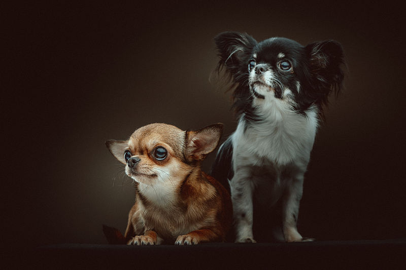 两个可爱的吉娃娃犬图片下载