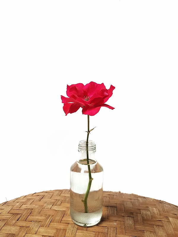 单瓣红玫瑰在白色背景上的特写图片下载