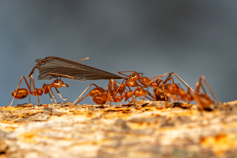 树上的蚂蚁团队图片下载