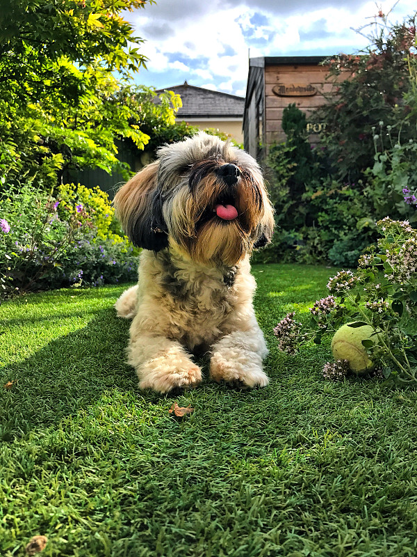 小猎犬躺在英国乡村花园的草地上，狗伸出舌头等待球类比赛图片下载