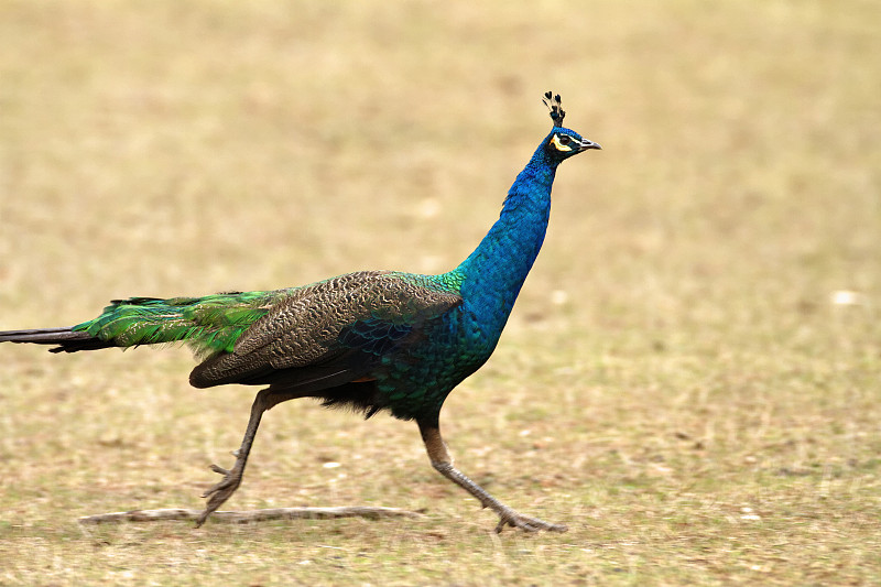来自布里朱尼国家公园的印度孔雀图片下载