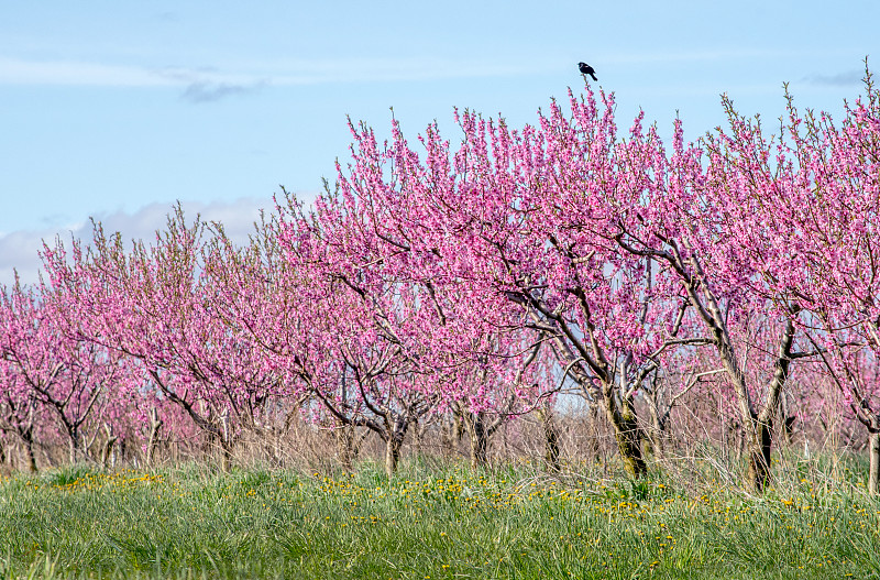 美丽的桃树生长在密歇根的果园图片素材
