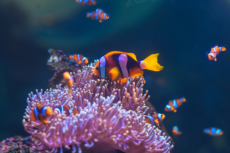 彩色热带鱼的特写鱼缸图片下载