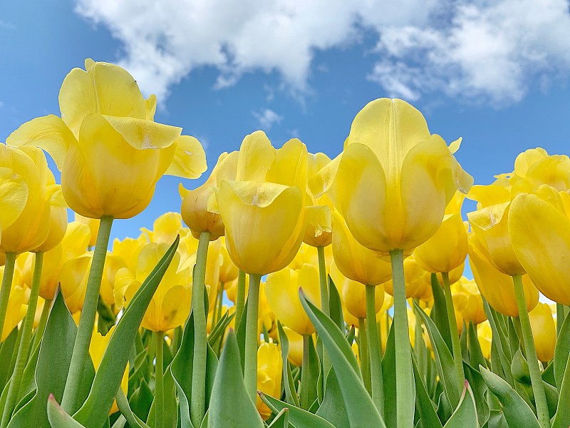 晴朗的蓝天上盛开着大量的黄色郁金香图片素材