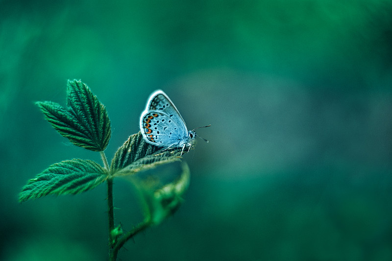 常见的蓝色蝴蝶在绿色的自然叶子背景图片下载