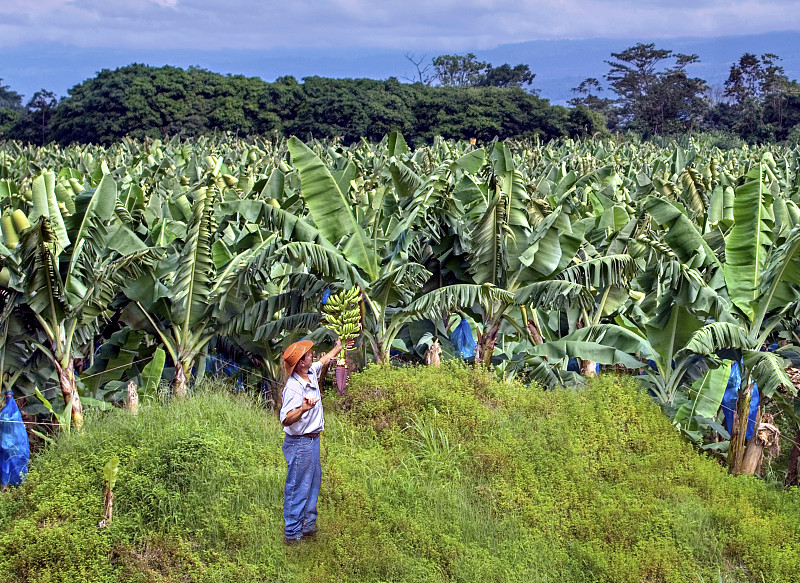 香蕉农民，哥斯达黎加图片素材