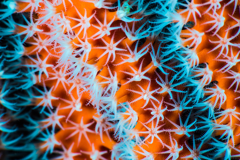 柳珊瑚的特写图片素材
