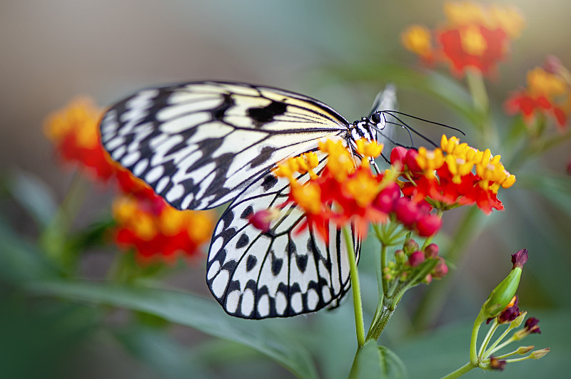 近距离拍摄的美丽的Idea leuconoe，也被称为纸风筝蝴蝶，宣纸蝴蝶或大树若虫图片下载