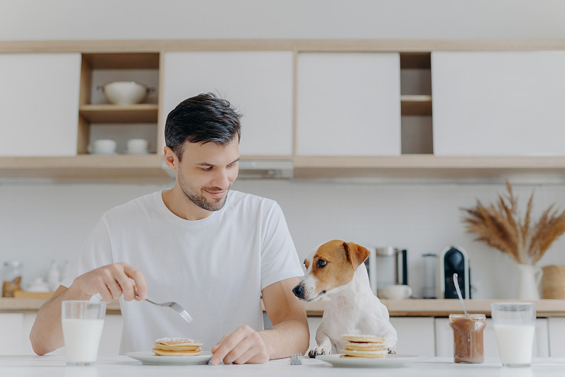 狗看着吃早餐的人图片素材
