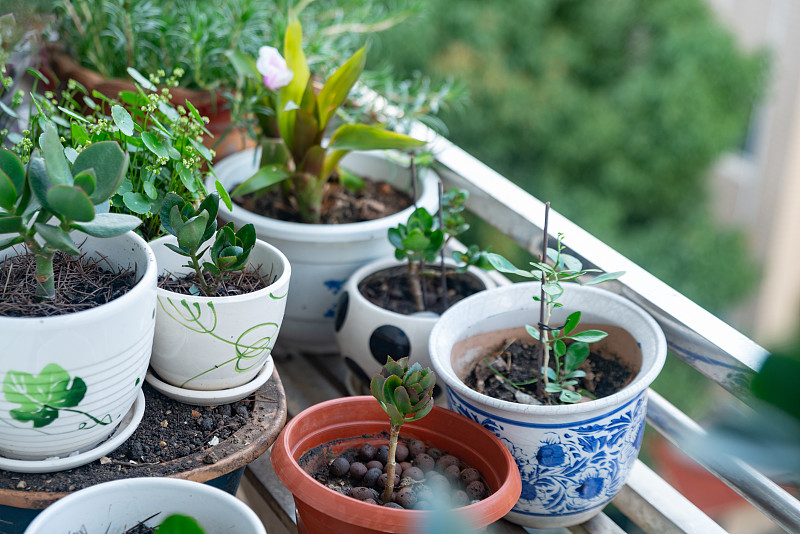 阳台上多种室内植物的特写图片素材