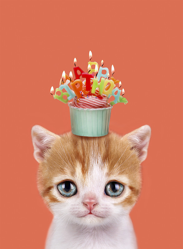 小猫和生日纸杯蛋糕。图片素材