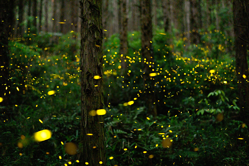 萤火虫晚上在森林里发光图片素材