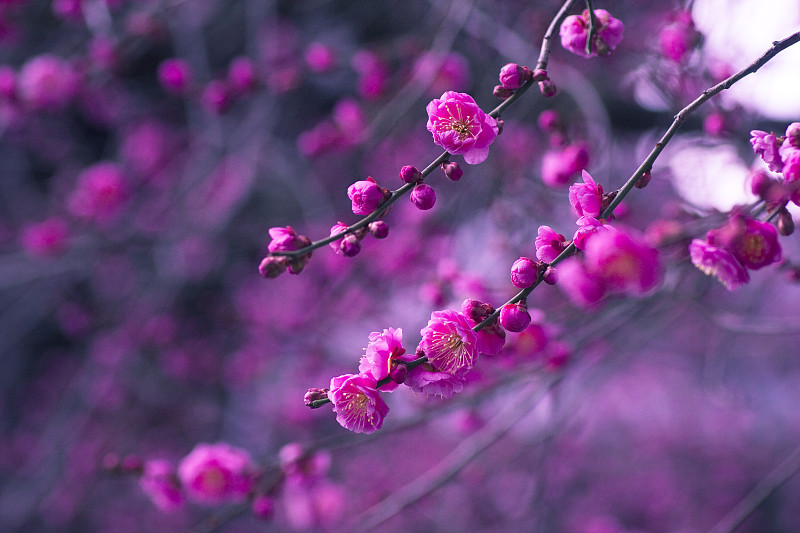 粉红色日本梅花图片下载
