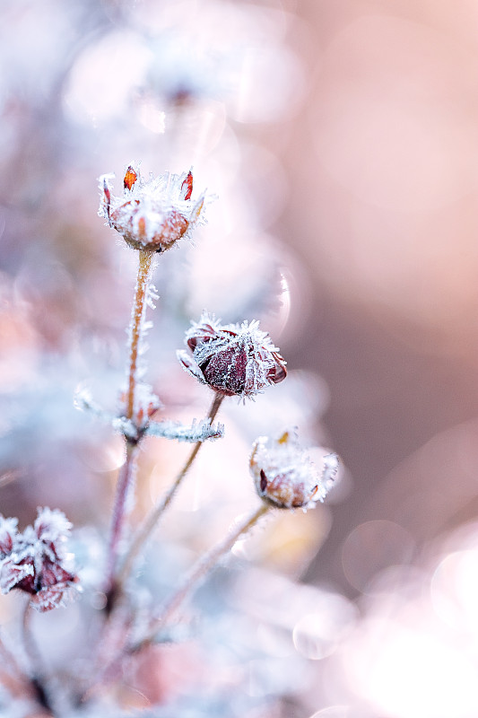 霜冻水晶冰叶子在秋天寒冷的早晨蓝色背景图片下载