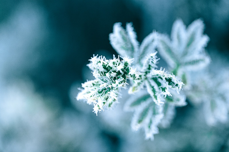 霜冻水晶冰绿色树叶在秋天寒冷的早晨蓝色背景图片素材