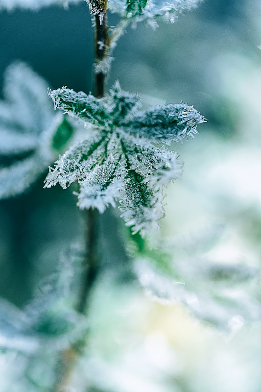 霜冻水晶冰绿色树叶在秋天寒冷的早晨蓝色背景图片下载