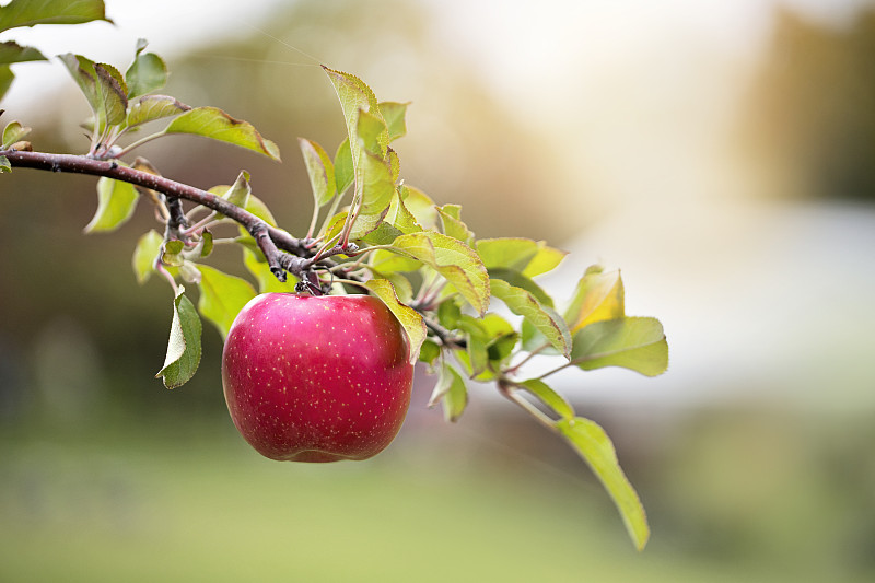 一个成熟的红苹果在树枝上近距离观看。图片素材