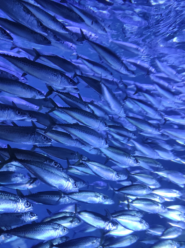 屏幕背景的鱼群蓝色阴影。图片下载