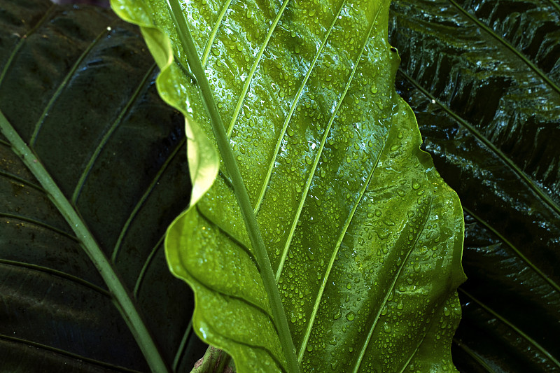 水滴和绿叶纹理图片素材