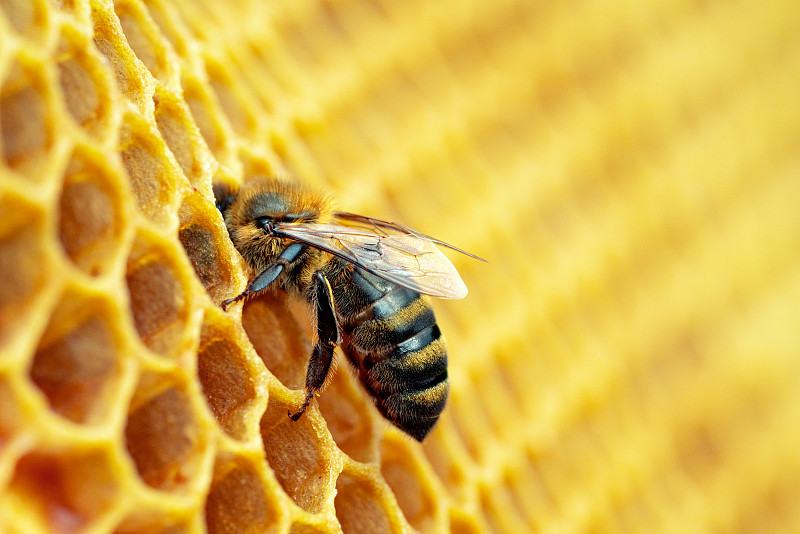工蜂在蜂巢上工作的微距照片。养蜂和蜂蜜生产形象摄影图片下载