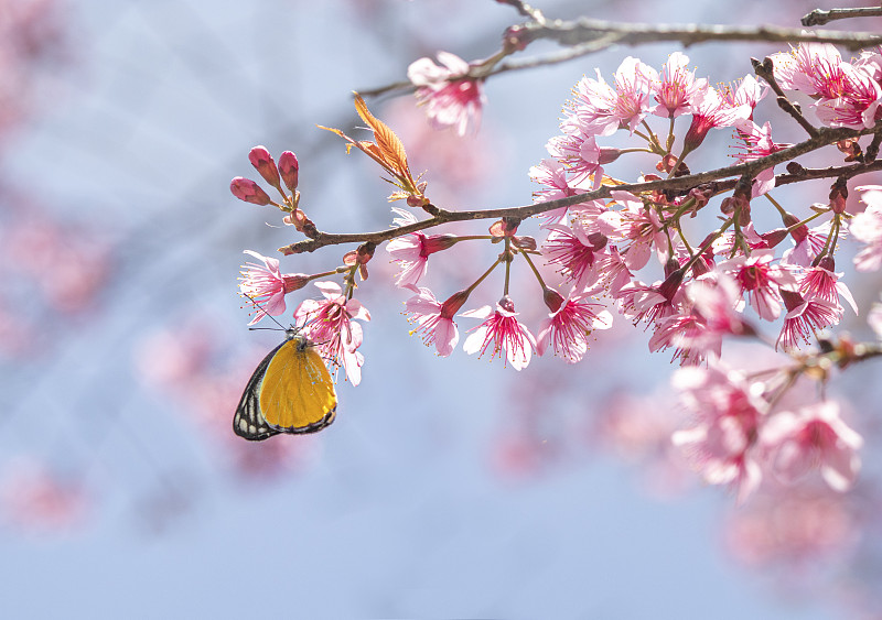 蝴蝶落在盛开的樱花枝上图片下载